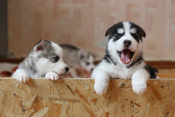 Puppies in a welping box